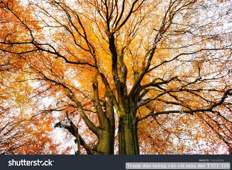 Tranh dán tường cây cối mùa thu T321-118